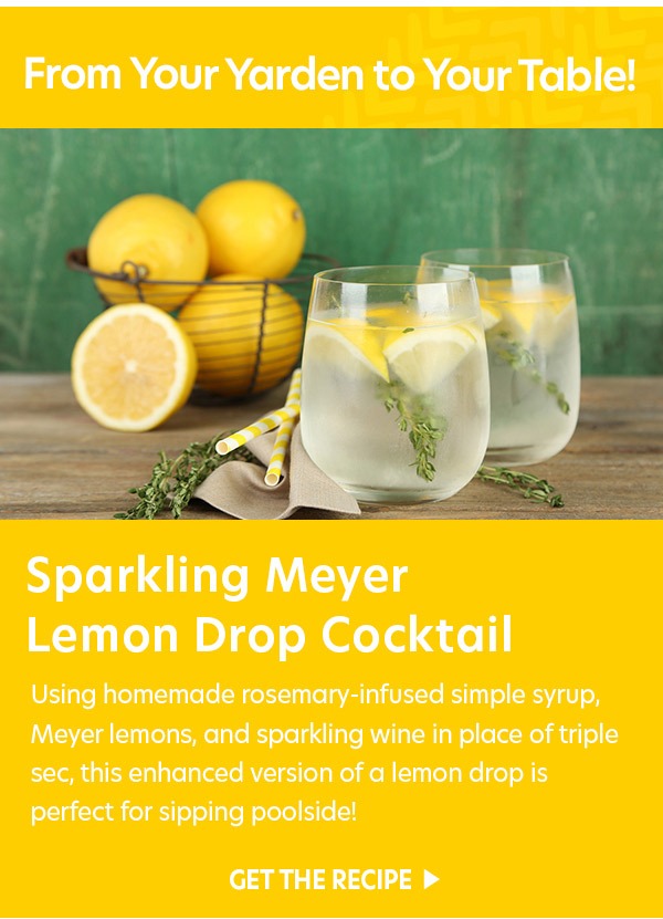 Sparkling Meyer Lemon Drop Cocktail