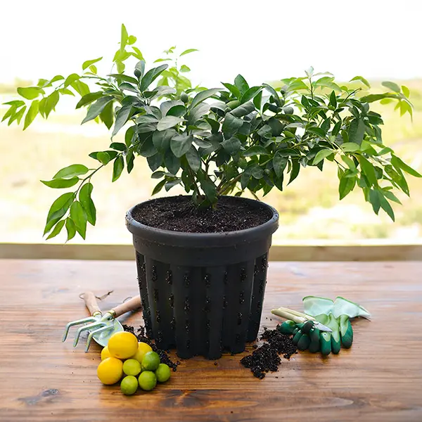 Image of Cocktail Tree - Meyer Lemon / Key Lime