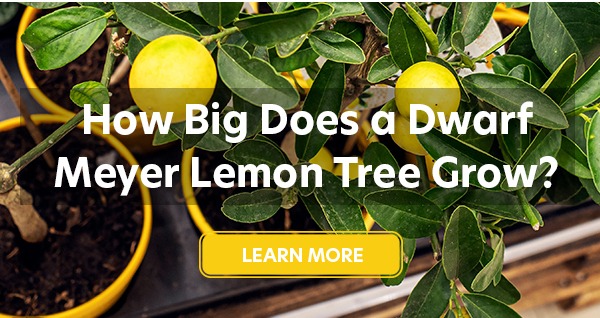 How Big Does a Dwarf Meyer Lemon Tree Grow?