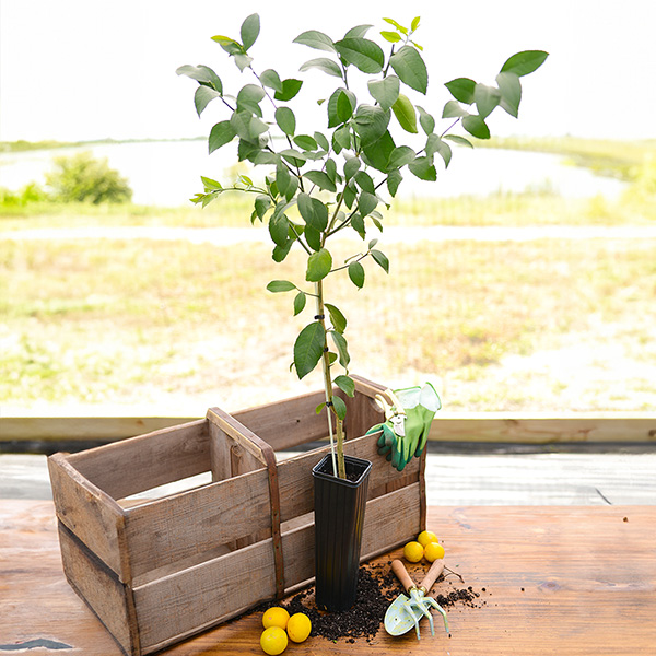 Image of Improved Meyer Lemon Tree