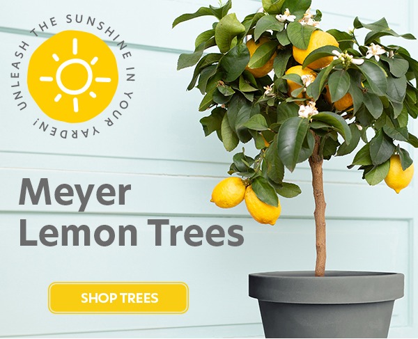 Lemon Trees