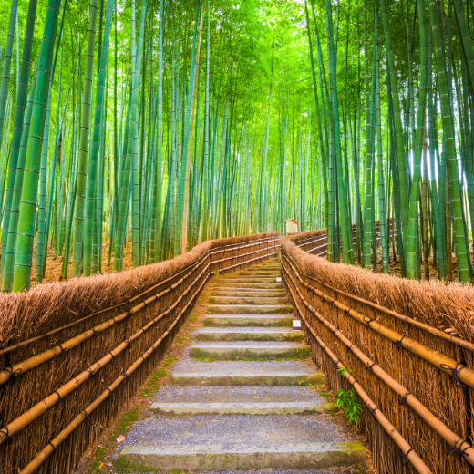 Bamboo forest, Kyoto