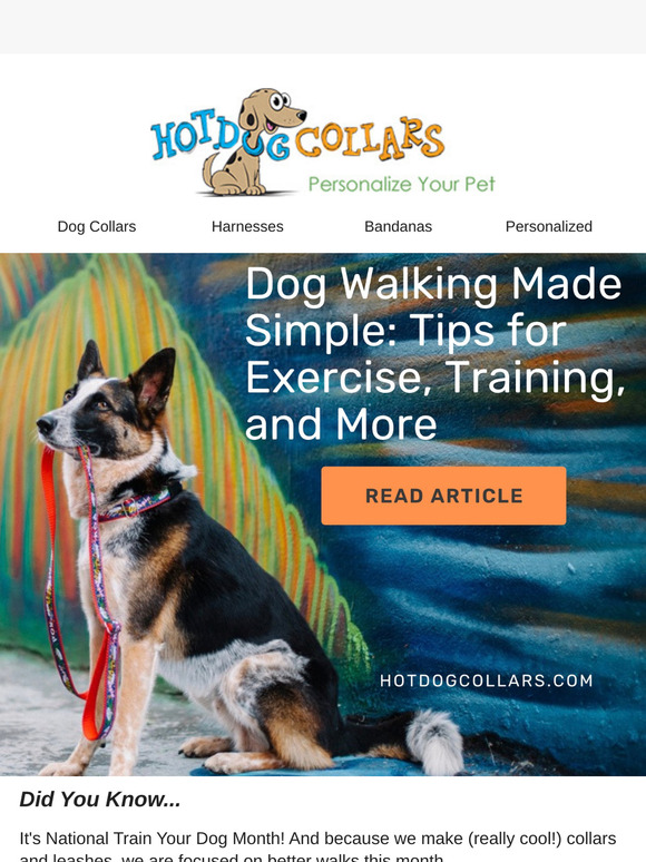 National Train Your Dog Month: Simple Tips for Happy Walks