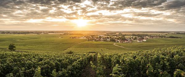 Premier cru