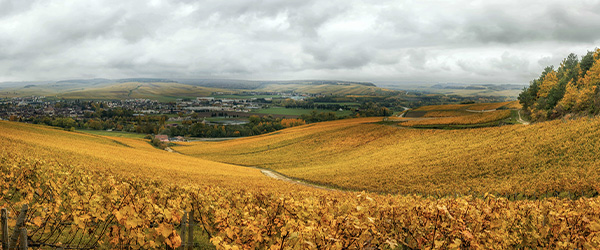 Grand Cru