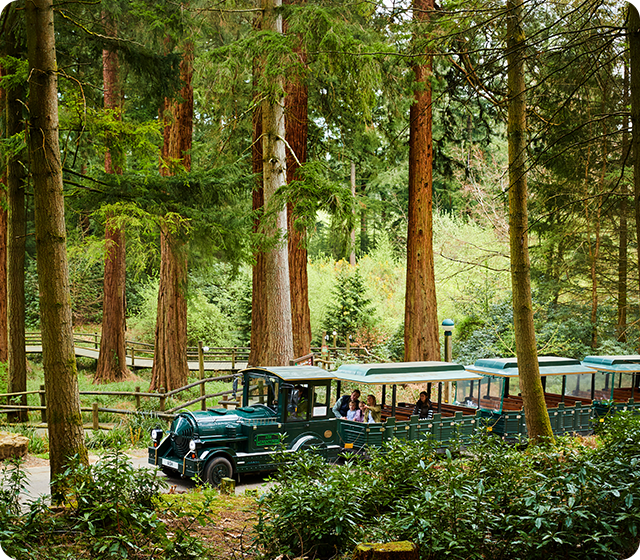 Longleat Forest, Wiltshire