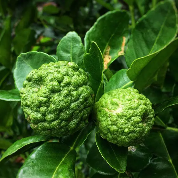 Image of Dwarf Kaffir Lime Tree