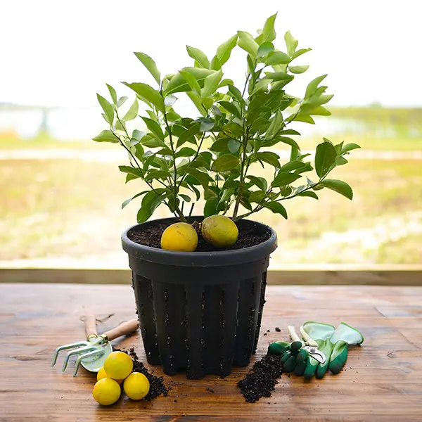 Image of Dwarf Improved Meyer Lemon Tree