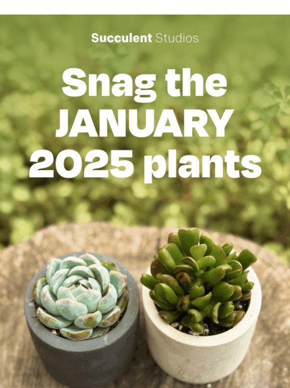 Succulent Studios: [FINAL HOURS]  Ends at midnight tonight: Get $8 OFF  the RARE October succulent babes! | Milled