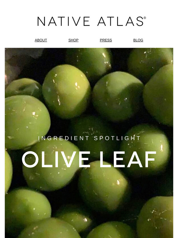 What Olive Leaf Can Do for Your Skin