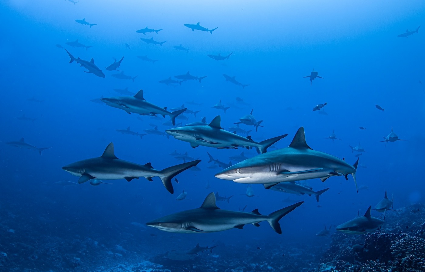 Sharks Weekly Weird