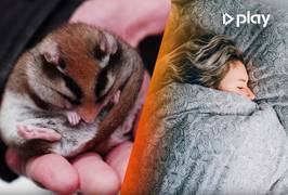 Geen haast meer met operaties door patiënt in een winterslaap te brengen? Dit is in de toekomst misschien mogelijk