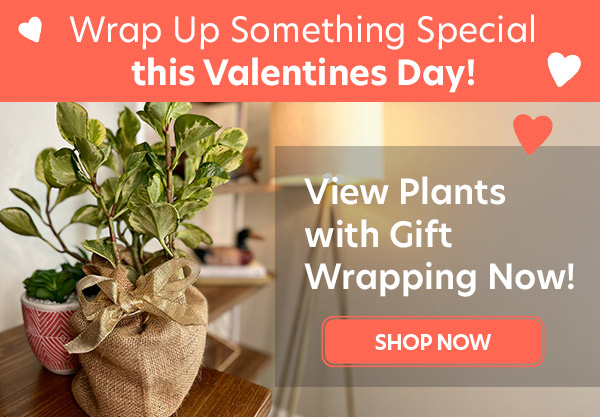 Gift Wrapped Plants