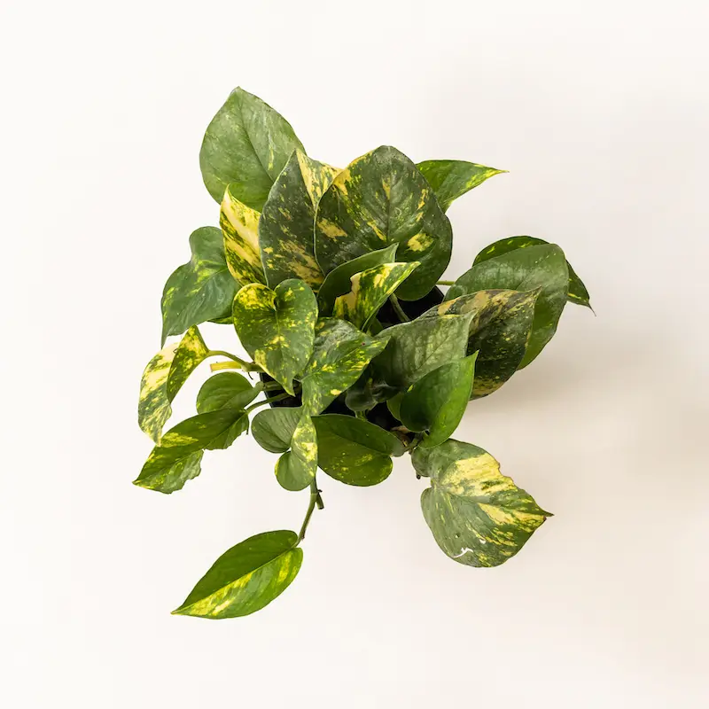 Image of Golden Pothos