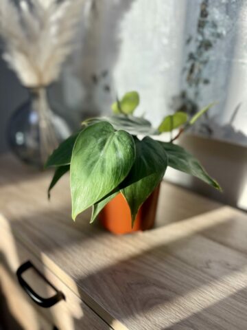Image of Heartleaf Philodendron