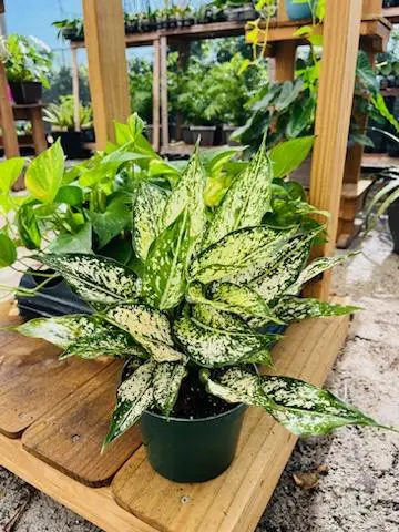 Image of Aglaonema Snow White