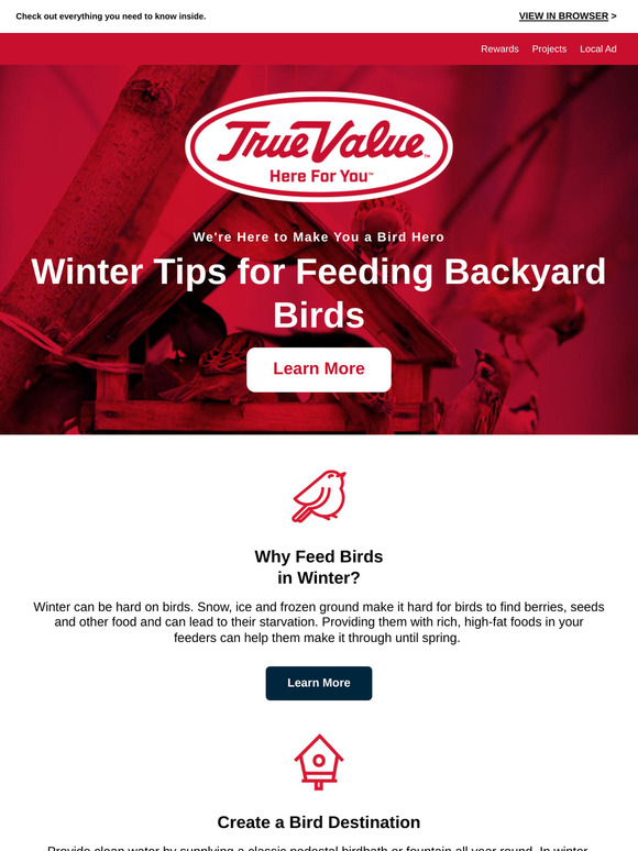 Tips for Feeding Backyard Birds 🐦