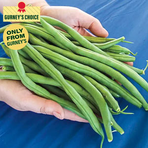 The Hulk Bush Bean