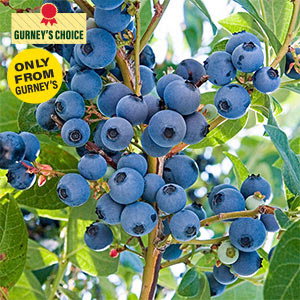 Ka-Bluey® Northern Highbush Blueberry Plant