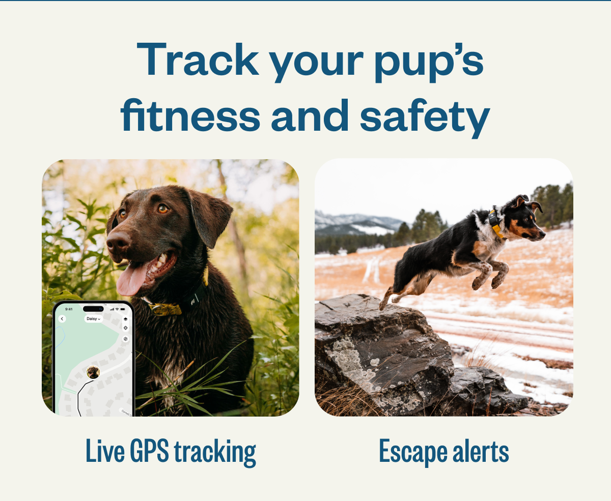 Track your pup’s fitness and safety Live GPS tracking Escape alerts 