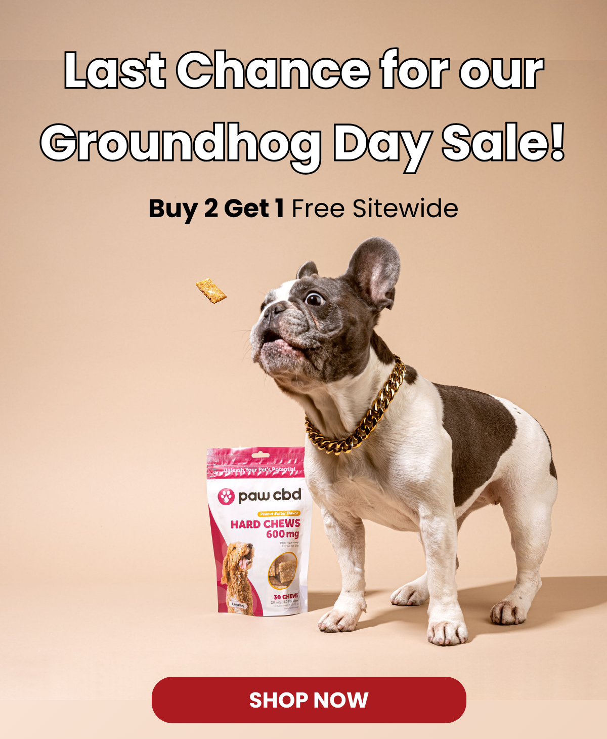 Last Chance for our Groundhog Day Sale!