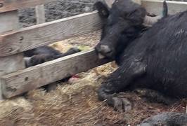 ‘Provincie had geen enkele bemoeienis met afslachten waterbuffels Saeftinghe’