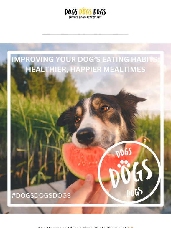 Improve Your Dog’s Mealtime Habits – with Vet-Approved Tips!