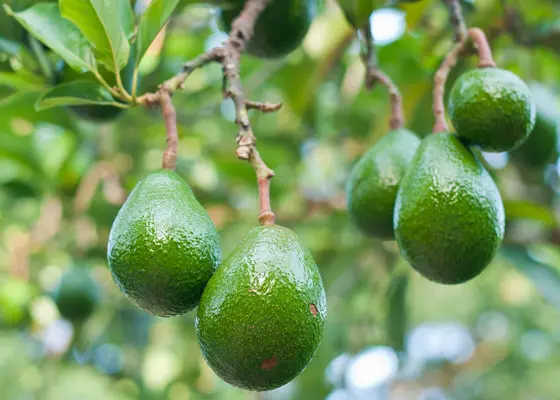 Image of Mexicola Avocado Tree