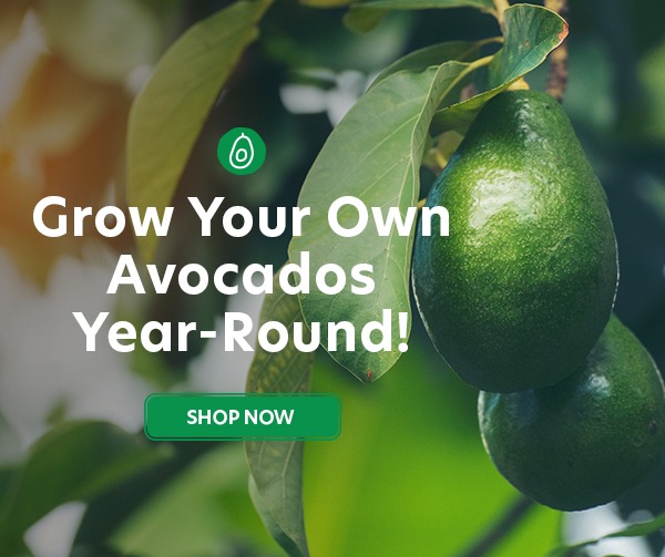 Avocado Trees