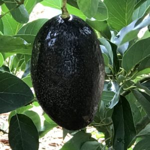 Image of Oro Negro Avocado Tree
