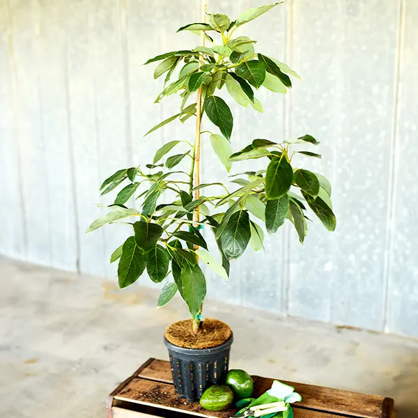 Image of Bacon Avocado Tree