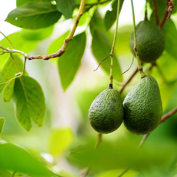Image of Lila Avocado Tree