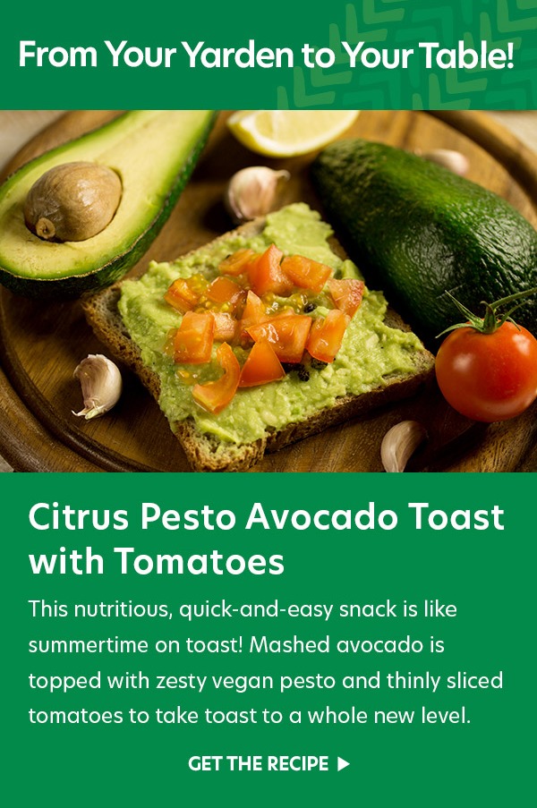 Citrus Pesto Avocado Toast with Tomatoes