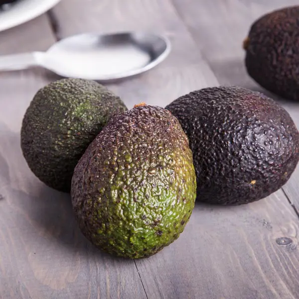 Image of Joey Avocado Tree