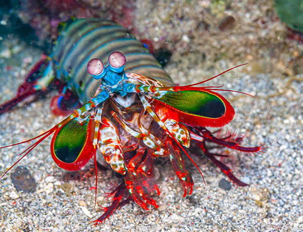 A colourful mantis shrimp pictured in a coral reef off the coast Sulawesi in the South Pacific.