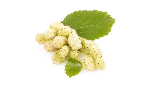 Mûrier blanc