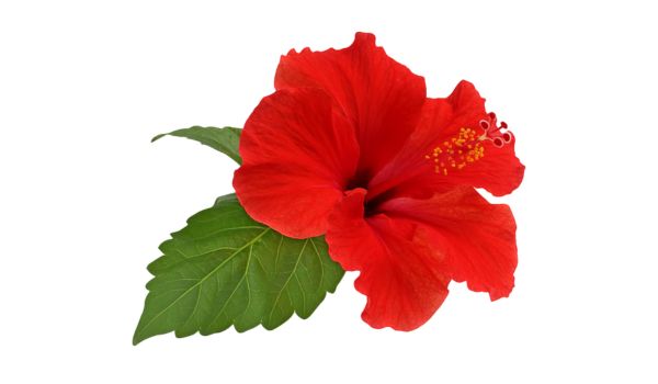Hibiscus