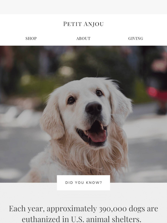 🐾 A pawsitive impact