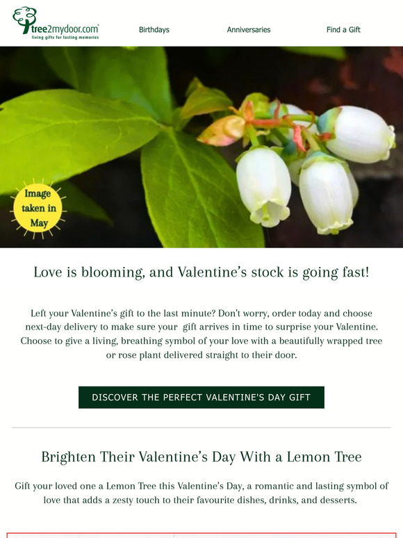 ⏳ Countdown to Valentine’s! There’s Still Time to Send Their Perfect Gift ❤️