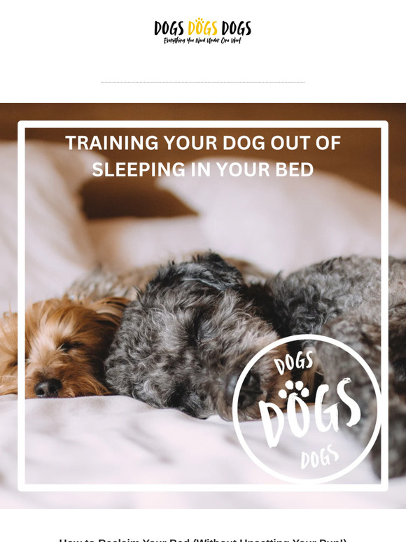 The Secret to a Good Night’s Sleep for You and Your Dog