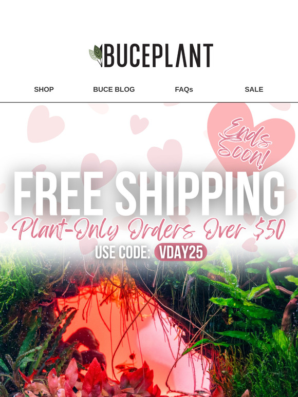 We're shipping plants for FREE 🌿 (but it ends soon!)