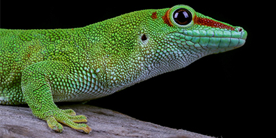 reptielen