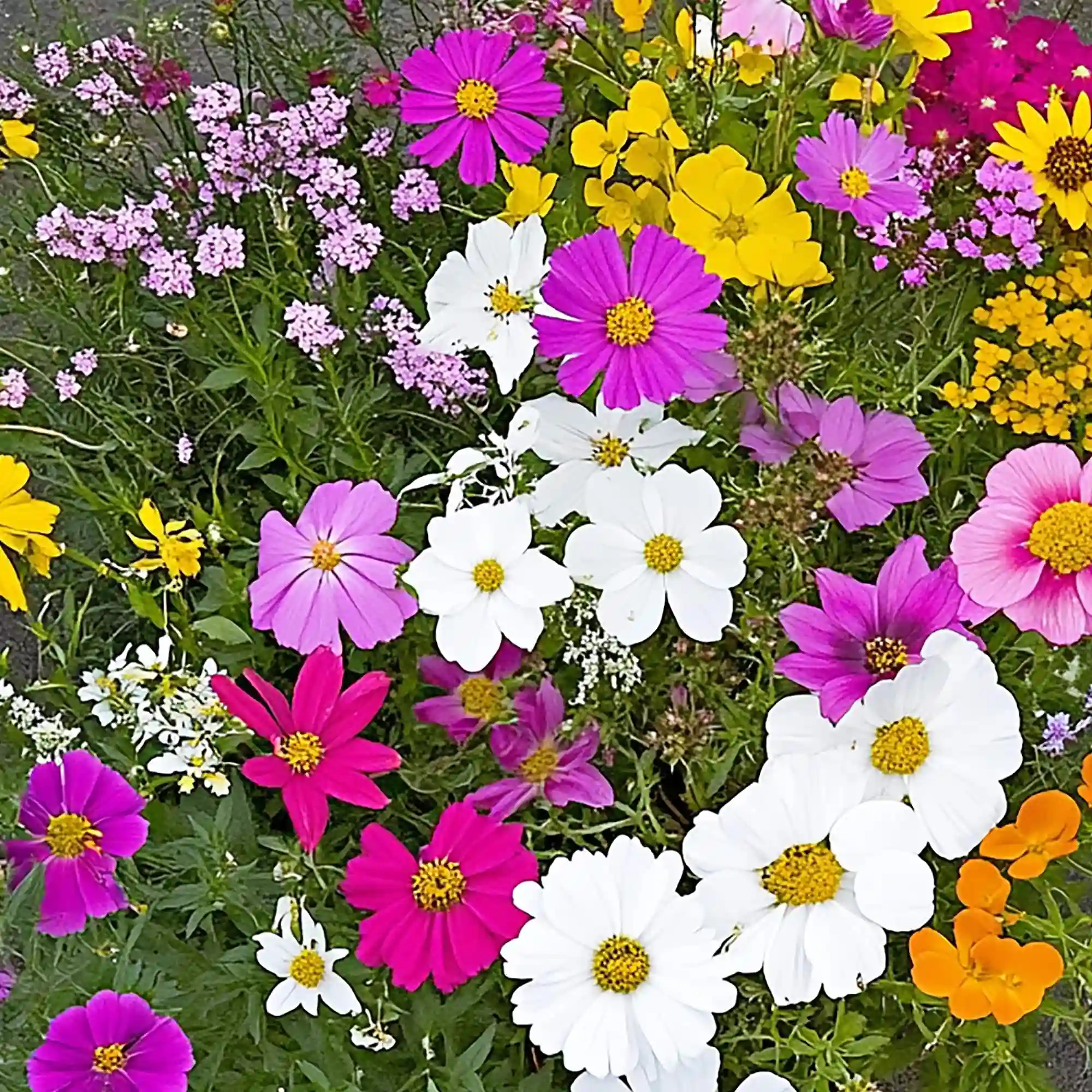 Image of Monarch Butterfly Mix Bulk Flower Seeds, 1lb