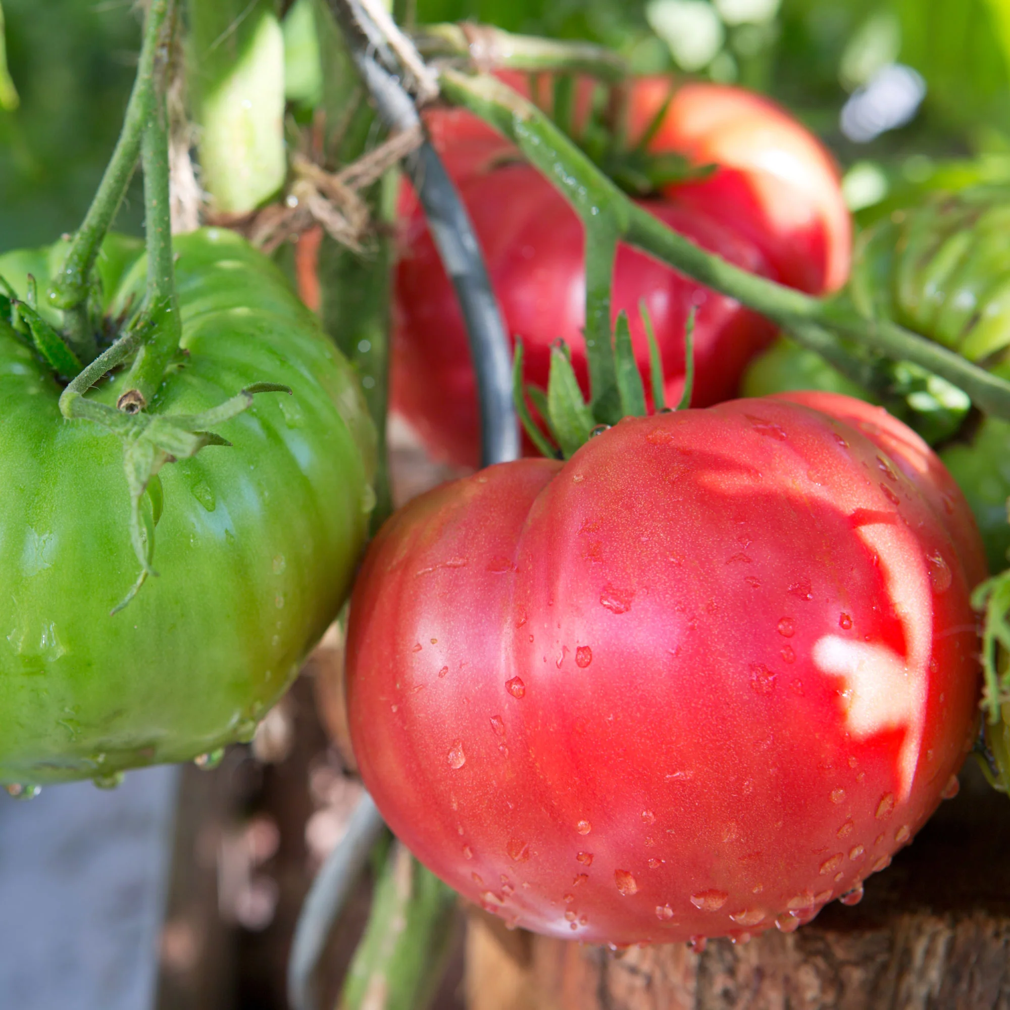 Image of Tomato, Beefed Up Beefsteak Hybrid Seeds Online Edition