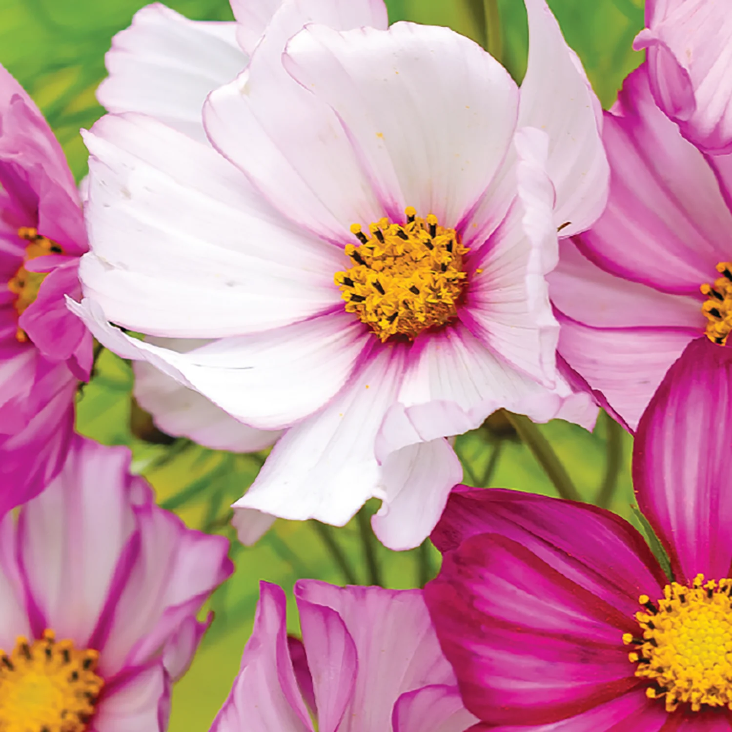 Image of Cosmos, Candy Stripe Seeds Online Edition