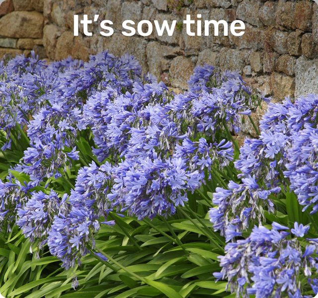 It's sow time