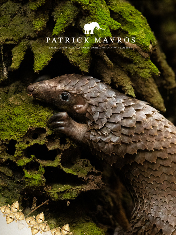 🌍✨In Honour of World Pangolin Day✨🌍