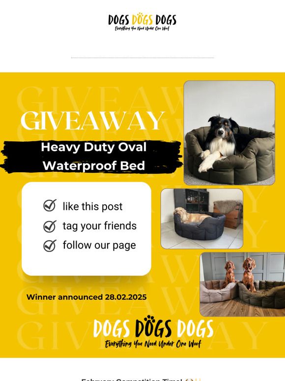 Could Your Dog Be Our Next Winner? Enter Now!