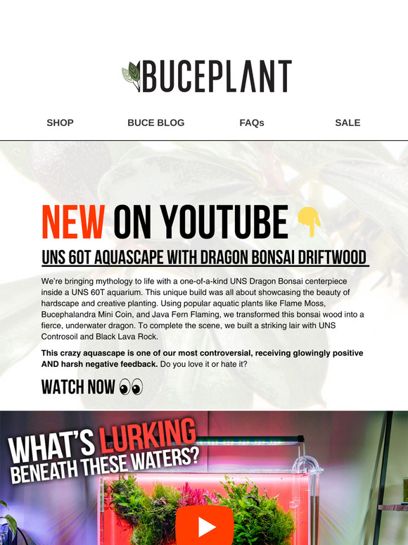 Aquascaping with a Dragon?! 🐲😱 Step-by-Step Tutorial!