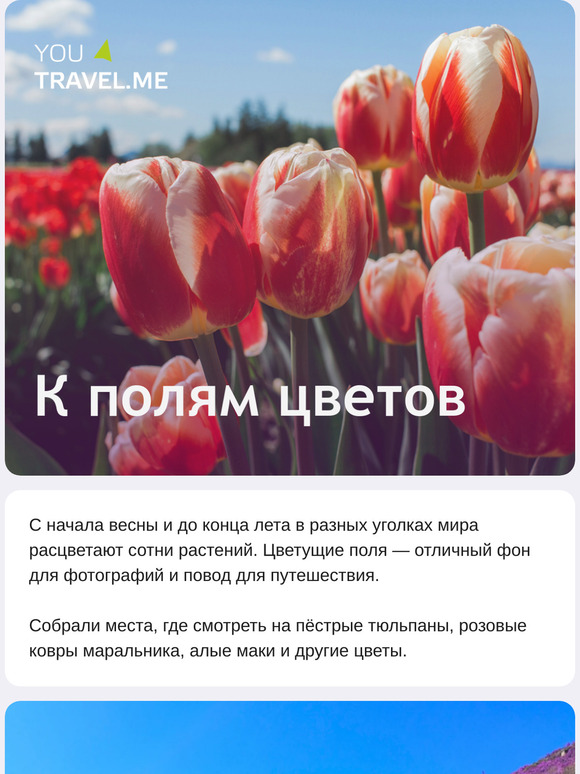 К полям цветов